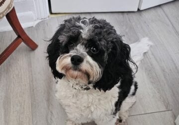 Cavapoo Cutie Needs a New Home