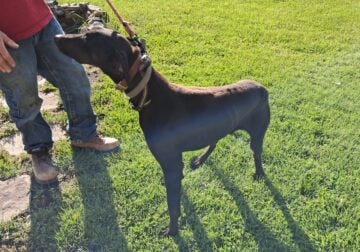 2 Dobermans for rehoming
