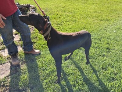 2 Dobermans for rehoming