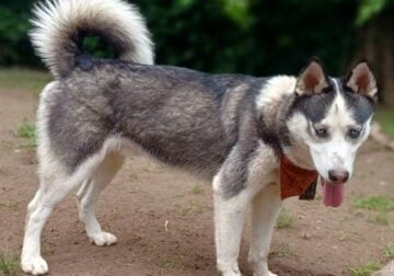 Abandoned Husky Pup Rescue ISO Forever Home!