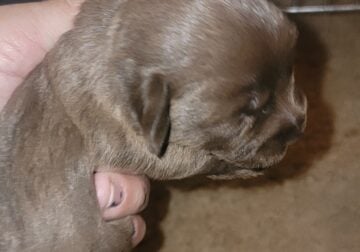 Doxipoo Puppies