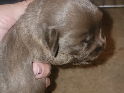 Doxipoo Puppies