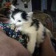 Three Adorable Sweet Kittens Free to a Loving Home