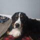Bernese mountain dog