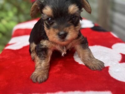 BRUNO