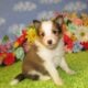 AKC Sheltie Puppies Ready Now Sable and Tricolor