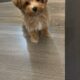 Toy poodle