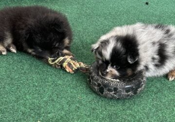 Pomeranian Puppies