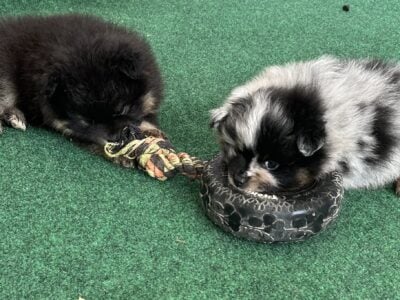 Pomeranian Puppies