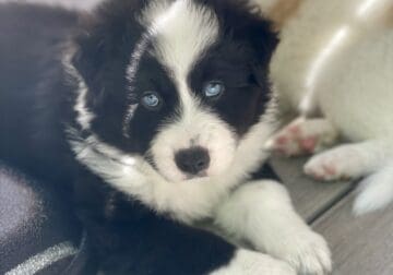 Juicy Couture – Aussie Mix Puppy