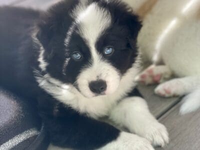 Juicy Couture – Aussie Mix Puppy