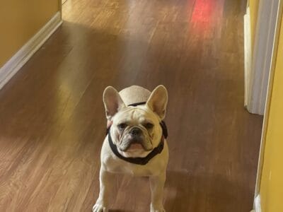French Bulldog Adult Male – Fawn