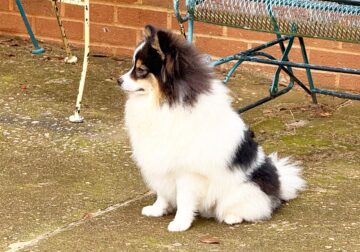 CKC Pomeranian: BUDDY