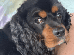 Cocker Spaniel Adult