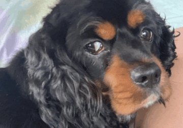 Cocker Spaniel Adult