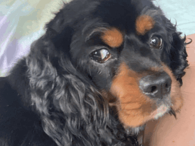 Cocker Spaniel Adult