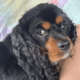 Cocker Spaniel Adult