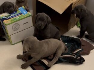 AKC Labrador Retrievers Charcoal & Silver