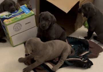 AKC Labrador Retrievers Charcoal & Silver