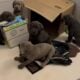 AKC Labrador Retrievers Charcoal & Silver