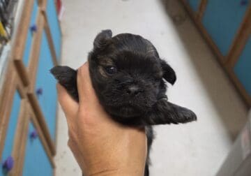 Puppys