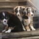 Male miniature Australian shepherds