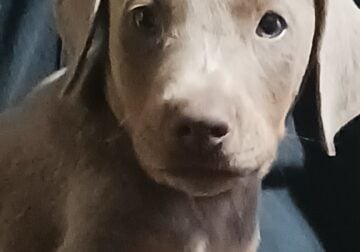 Doberman Pinscher Puppies