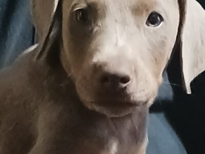 Doberman Pinscher Puppies