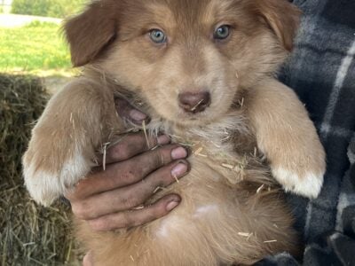 Australian Shepard mix