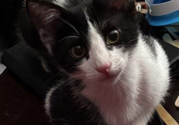 Kitten for rehoming