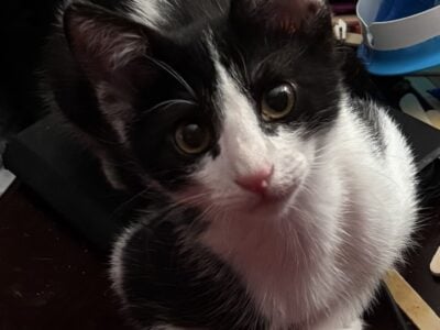 Kitten for rehoming