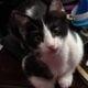 Kitten for rehoming