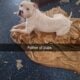 Pitbull Puppies for Sale