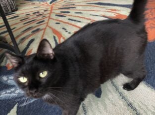 Free Black Domestic Cat & Supplies