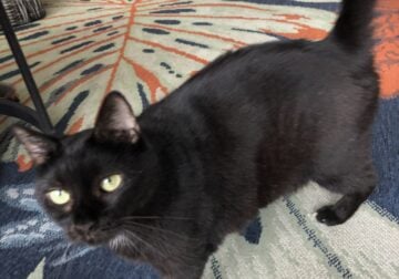 Free Black Domestic Cat & Supplies