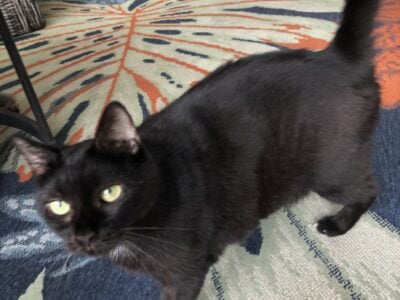 Free Black Domestic Cat & Supplies
