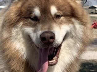 Red/white male Alaskan malamute