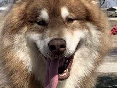 Red/white male Alaskan malamute