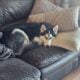 Rehoming year and half male huskey