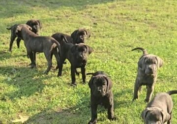12 week old Cane Corso puppies