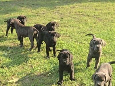 12 week old Cane Corso puppies