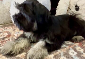 Fritz Miniature Schnauzer