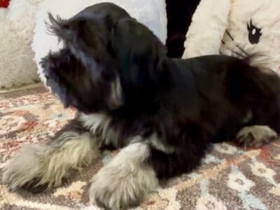 Fritz Miniature Schnauzer