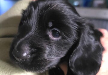 Adorable Mini- Dachshund for Sale