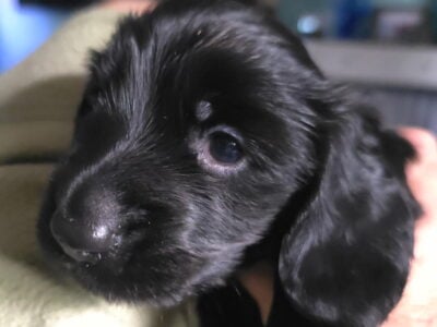 Adorable Mini- Dachshund for Sale