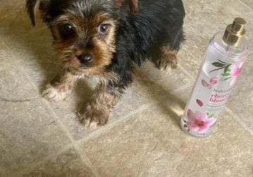 beautiful female yorkie puppies