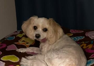 Sweet Senior Cavachon