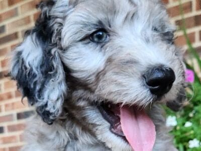 Nova – Female – Blue Merle F1 Aussiedoodle
