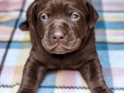 AKC Master Hunter Bloodline Lab Puppies!