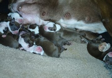 Boston Terrier Puppies